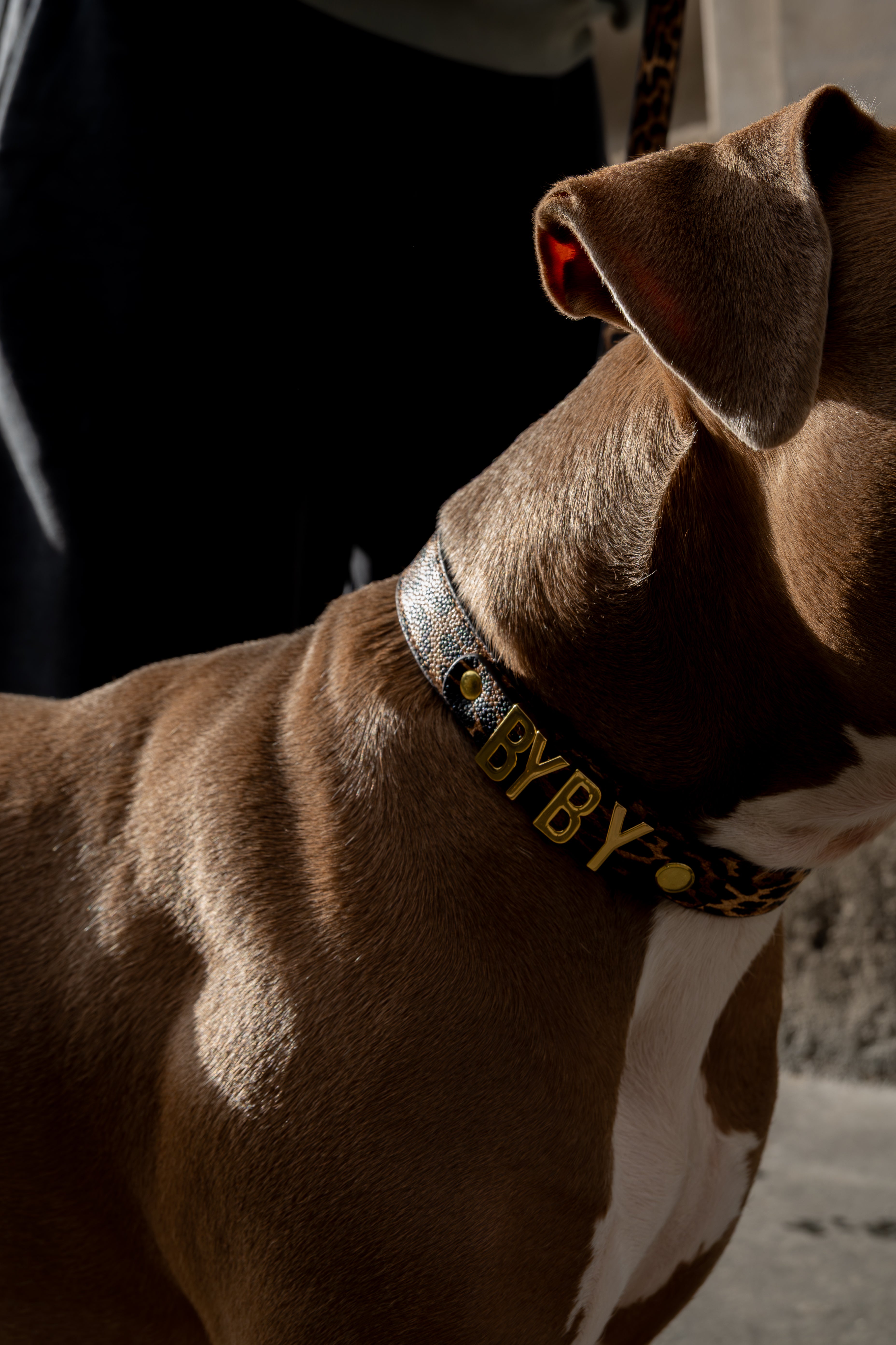Le collier ACHILLE