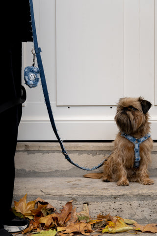 The ALBERT leash — Default Title
