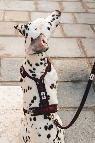 The GEORGES leash — Bordeaux