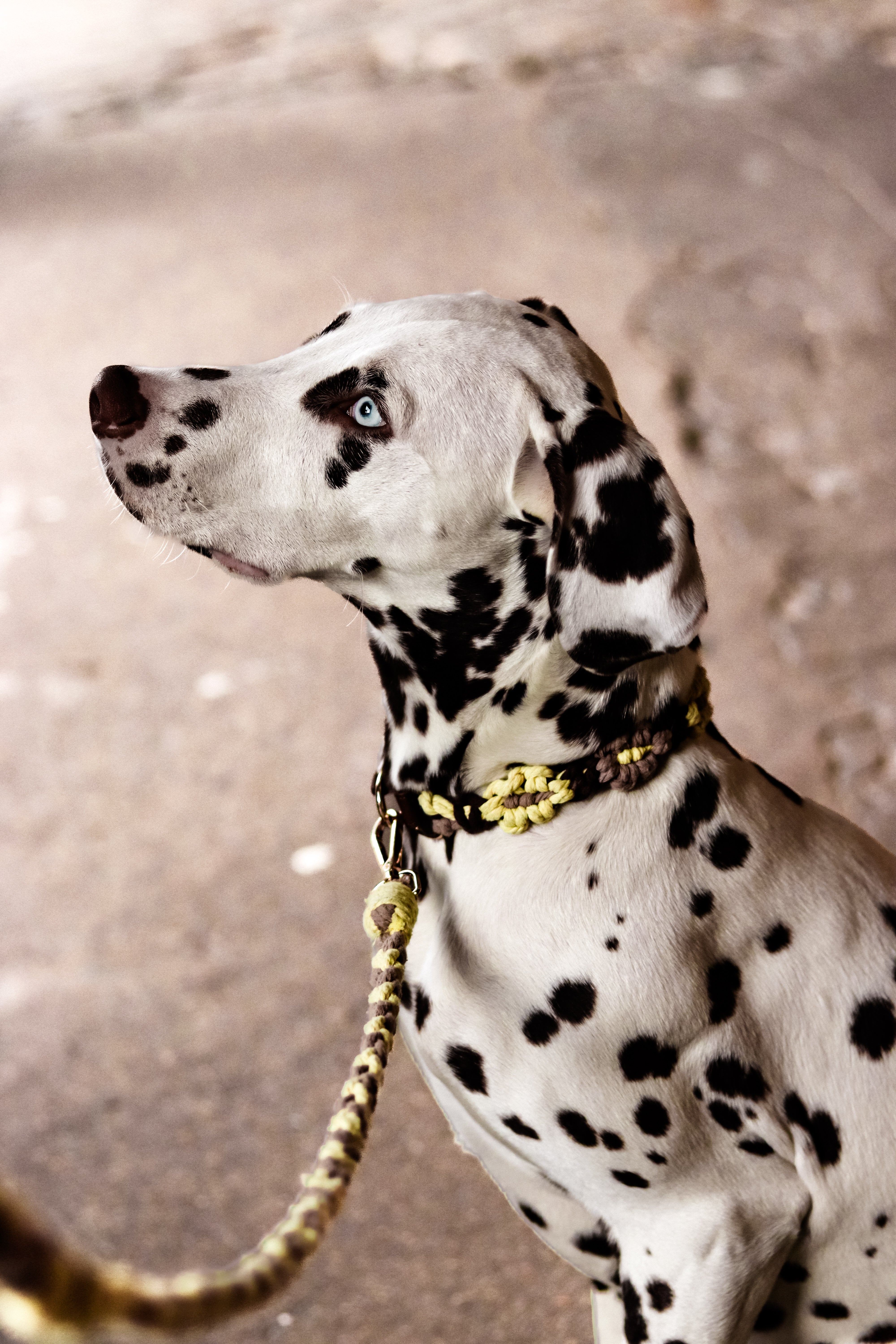 Le collier JÉRÔME