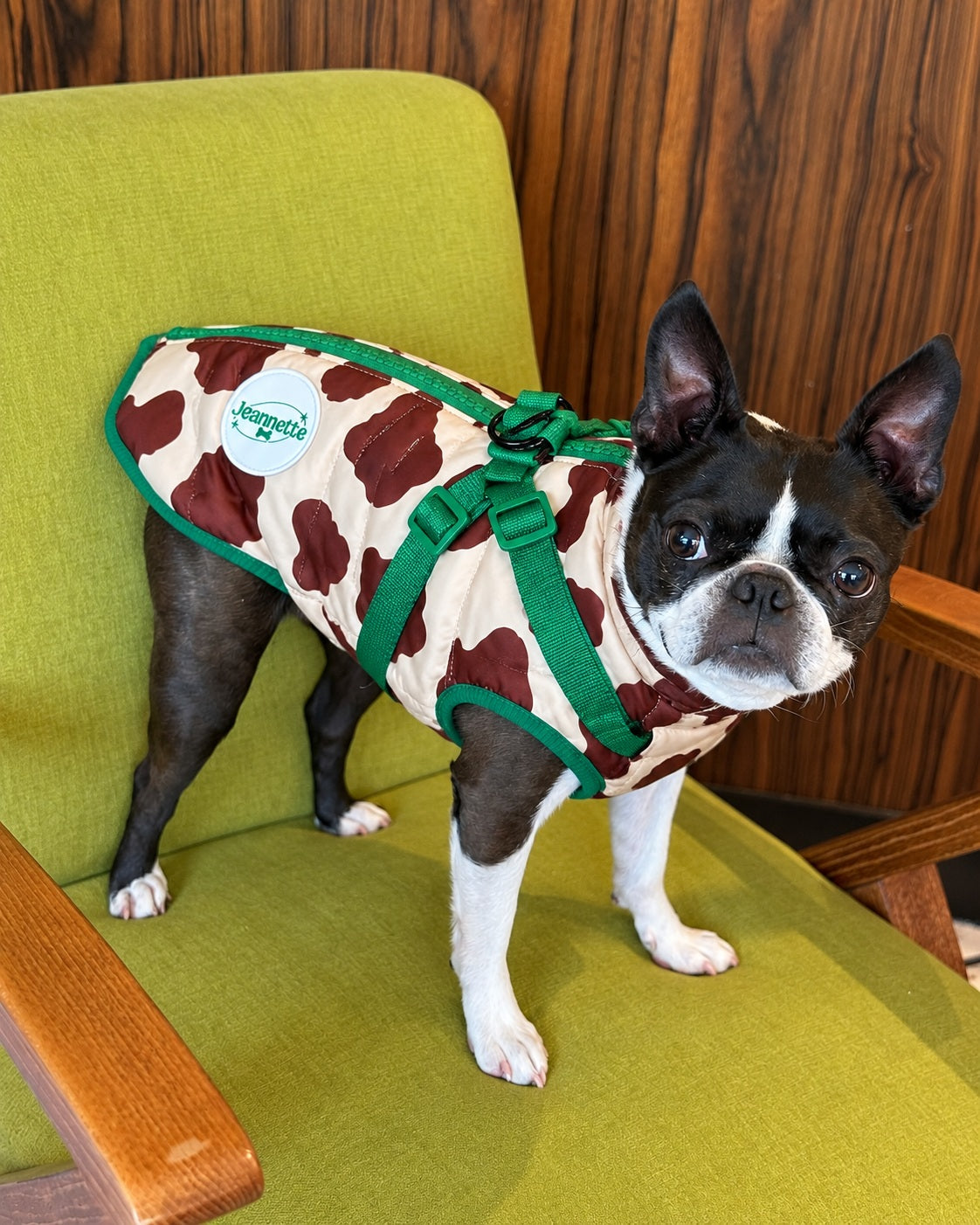 Manteau GASTON, motif vache crème et marron, porté par un Boston terrier — visuel validé par JEANNETTE